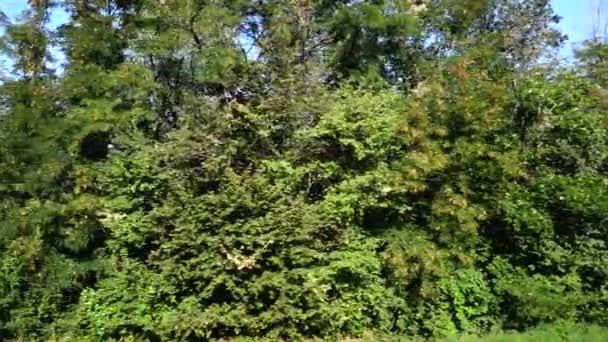 Дерева Сільськогосподарське Поле Стрілянина Русі — стокове відео