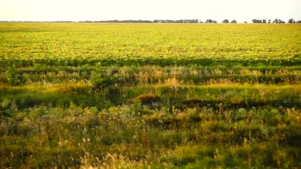 Champ Agricole Tir Dans Mouvement — Video