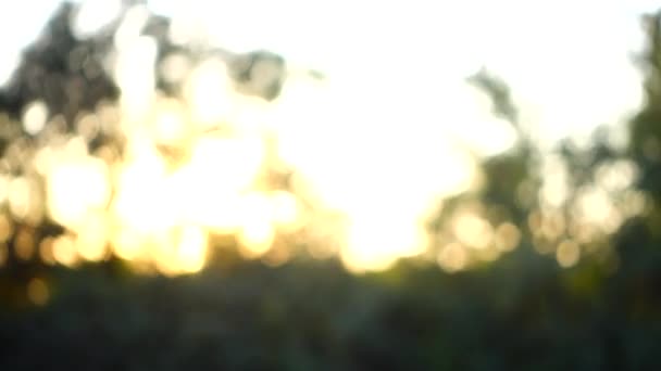 Закат Лучи Солнца Сквозь Деревья Фокусе Стрельба Движении — стоковое видео