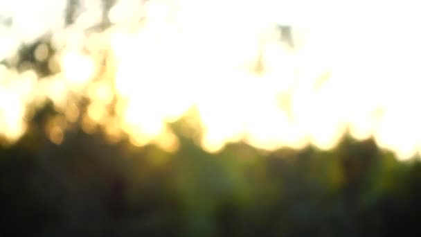 Sunset Beams Sun Trees Out Focus Shooting Movement — Stock Video