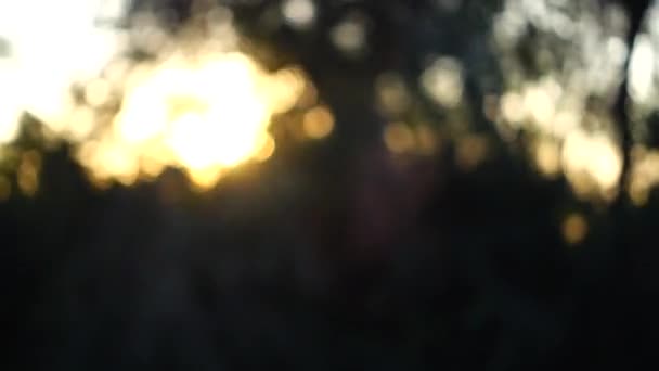 Sunset Beams Sun Trees Out Focus Shooting Movement — Stock Video