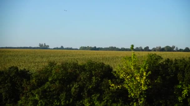 Landbouwgebied Schieten Beweging — Stockvideo