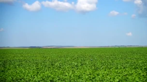 Landwirtschaftsbereich Schießen Der Bewegung — Stockvideo