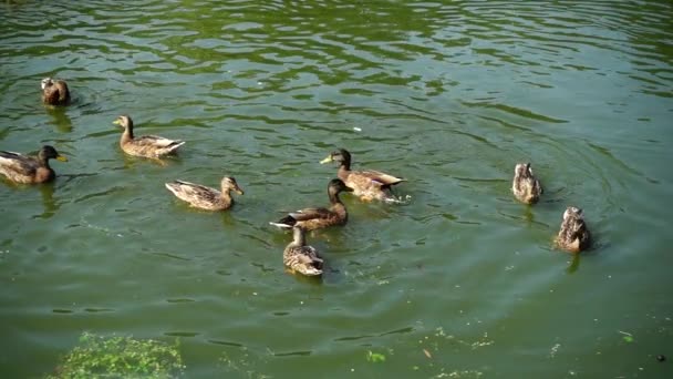 Enten Einem Teich Zeitlupe — Stockvideo