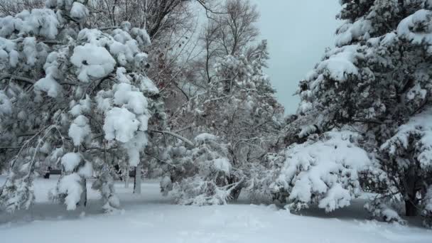 Nevasca Parque Filmar Inverno Movimento Lento — Vídeo de Stock
