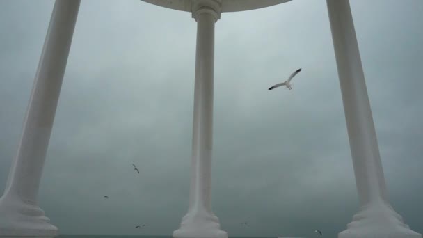 海鸥在一个树篱对面的天空中 在冬天射击 慢动作 — 图库视频影像