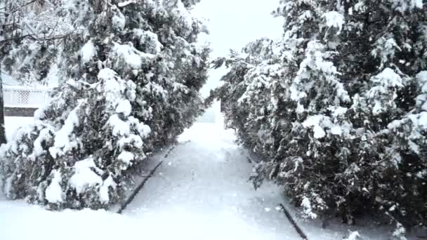 冬日在公园里开枪慢动作 — 图库视频影像