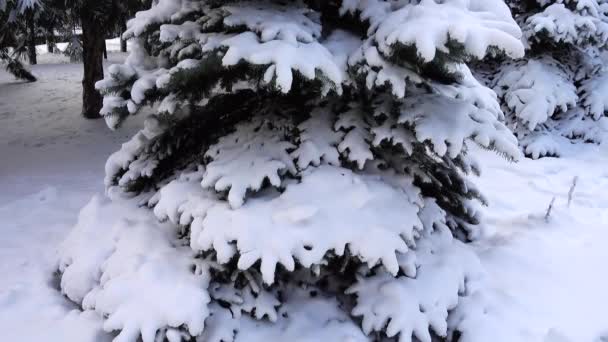 Árvore Abeto Abaixo Neve Inverno — Vídeo de Stock