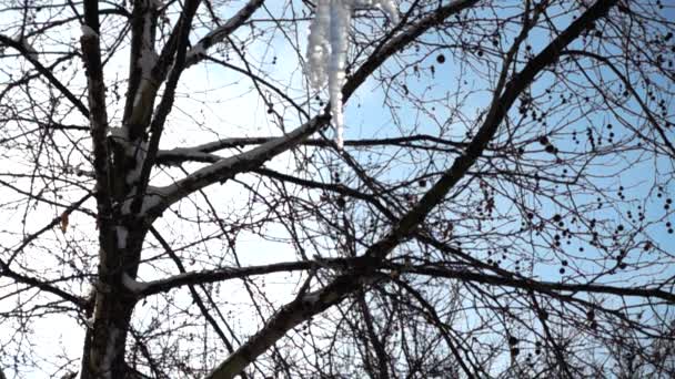 Вода Витікає Бурульок Стрілянина Взимку Повільний Рух — стокове відео