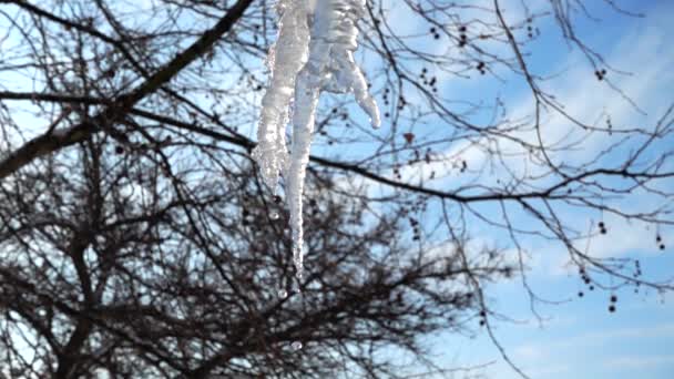 水从冰柱上滴下 在冬天射击 慢动作 — 图库视频影像