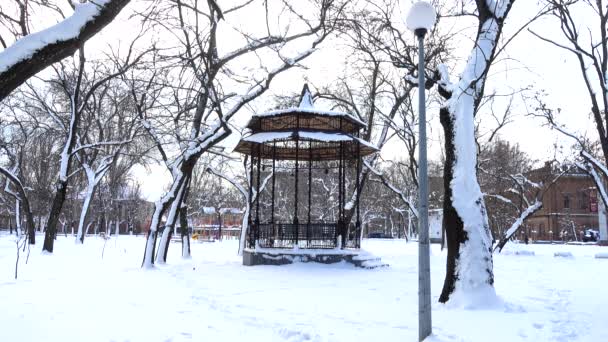 Kış Parkındaki Ağaç — Stok video