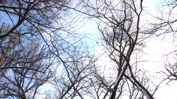 Δέντρα Χειμώνα Στο Φόντο Του Ουρανού — Αρχείο Βίντεο