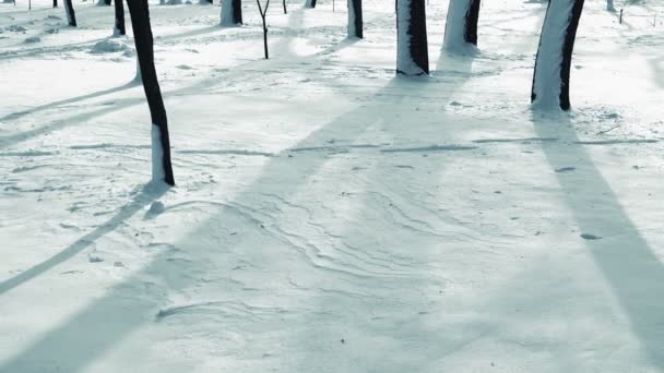 Wintertag Schießen Park Dreharbeiten Winter — Stockvideo