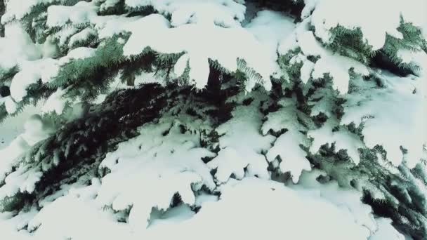 冷杉被雪覆盖着 冬季枪击案 — 图库视频影像