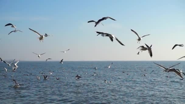 海鸥和大海慢动作 — 图库视频影像