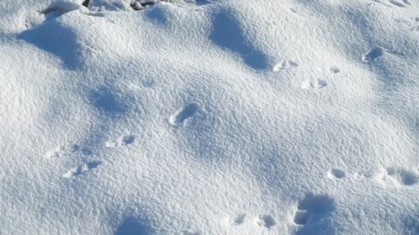 Los Disparos Nieve Invierno — Vídeo de stock