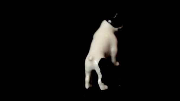Egy Bulldog Lelövése Szobrocska Forgatása — Stock videók