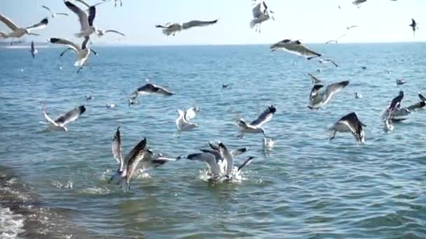 Fiskmåsar Och Hav Långsamma Rörelser — Stockvideo