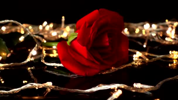 Rose Sur Fond Guirlandes Lumineuses — Video