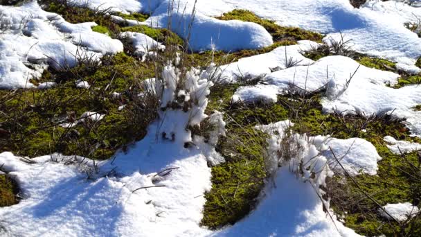 Snow Meadow Shooting Winter — Stock Video