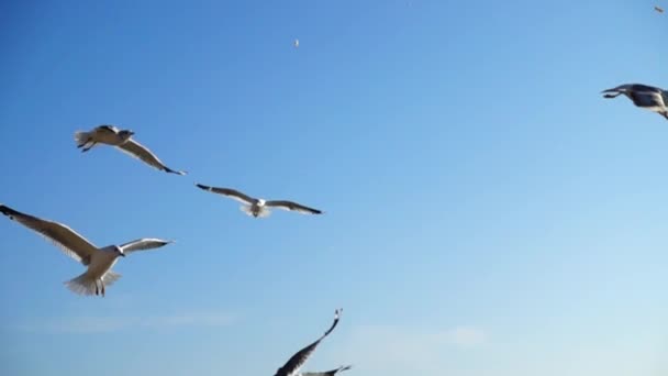 Seagulls Slow Motion Shooting Flight — Stock Video