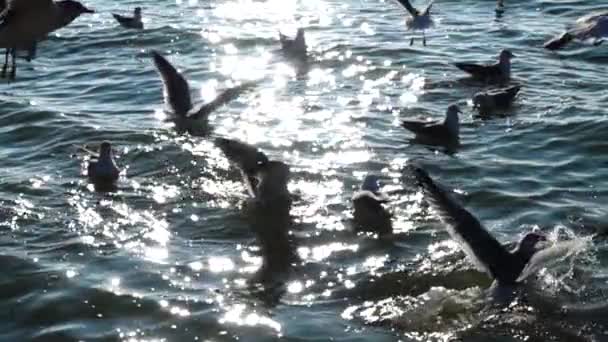 Seagulls Sea Slow Motion — Stock Video