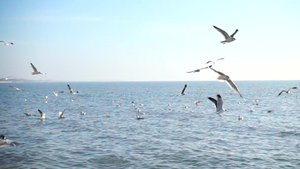 Gaivotas Mar Movimento Lento — Vídeo de Stock