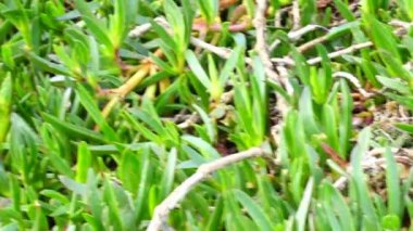 İspanya 'nın Atlantik Okyanusu kıyısında çimen ve çiçek avlamak. Harekette çekim..