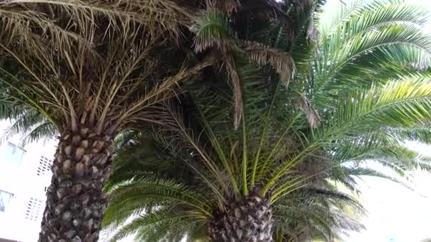 Abschuss Von Palmen Schießen Der Bewegung — Stockvideo