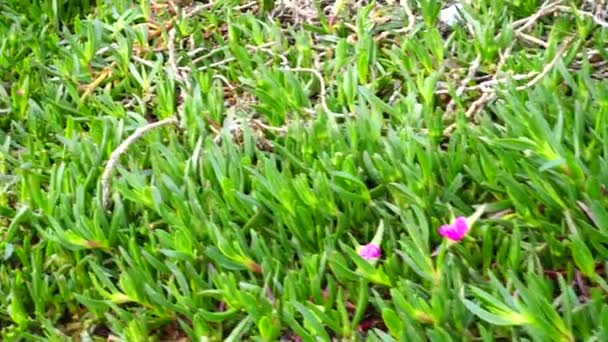 Shooting Plant Rocky Coast Atlantic Ocean Shooting Movement Coruna Spain — Stock Video