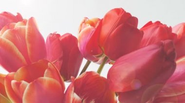 Lale vurmak, tomurcuk açmak. Zaman ayarlı. Ateş eden laleler.