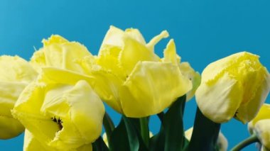 Lale vurmak, tomurcuk açmak. Zaman ayarlı. Ateş eden laleler.