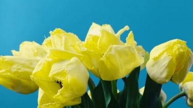 Lale vurmak, tomurcuk açmak. Zaman ayarlı. Ateş eden laleler.