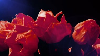 Lale vurmak, tomurcuk açmak. Zaman ayarlı. Ateş eden laleler.