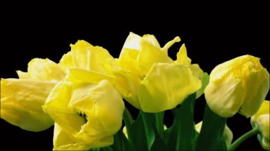 Lale vurmak, tomurcuk açmak. Zaman ayarlı. Ateş eden laleler.