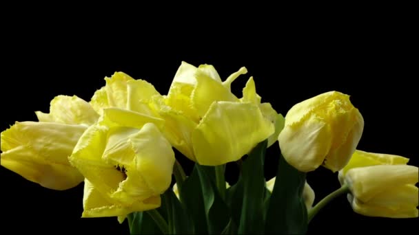 Зйомки Тюльпанів Відкриття Бутонів Тімелапсе Зйомки Тюльпанів — стокове відео