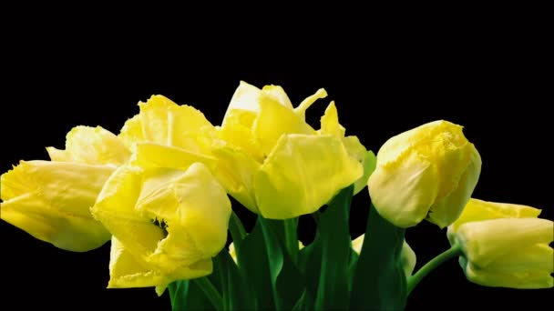 Tulipánra Lövöldözés Nyitó Rügyek Időzítés Lövöldözős Tulipánok — Stock videók