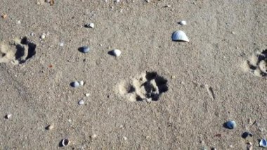 Kumsalda köpek izleri var..