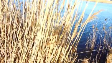 Gölün arka planında bastonlar.