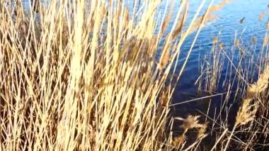 Gölün arka planında bastonlar.