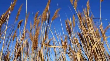 Gökyüzünün arka planına karşı bastonlar.