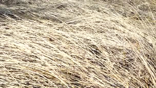 Shooting Dry Grass — Stock Video