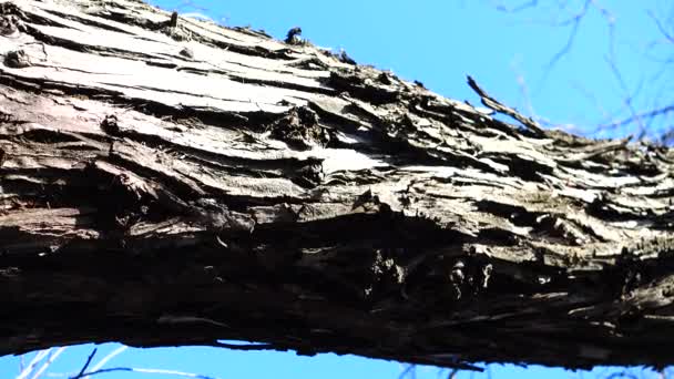 Shooting Tree Trunk Spring — Stock Video