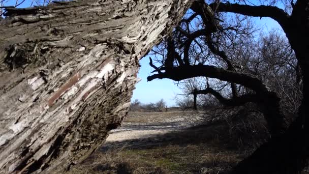 Bir Ağaç Gövdesinin Vurulması Bahar — Stok video