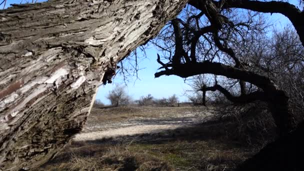 Shooting Tree Trunk Spring — Stock Video