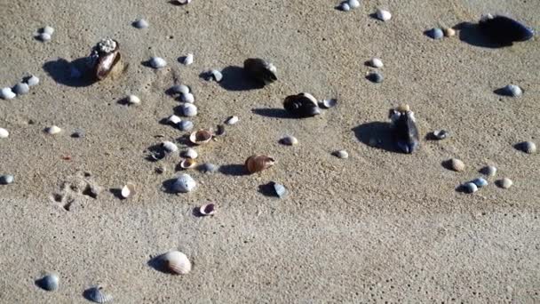 Черепашки Пляжі — стокове відео