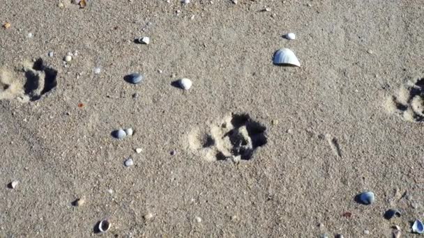 Spår Hund Sand Havet Stranden — Stockvideo