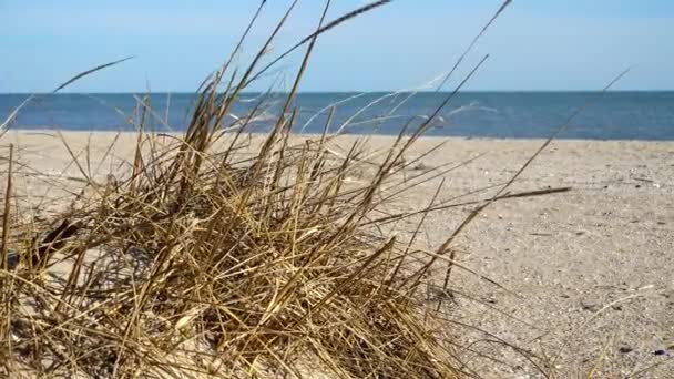 海のビーチの砂丘 — ストック動画