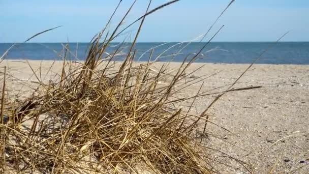 Dunes Sur Plage Mer — Video