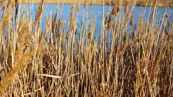 Bastones Contra Fondo Del Lago — Vídeo de stock